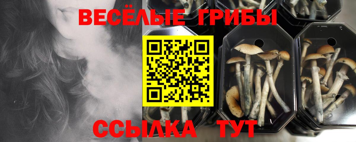 Галлюциногенные грибы Cubensis Топки